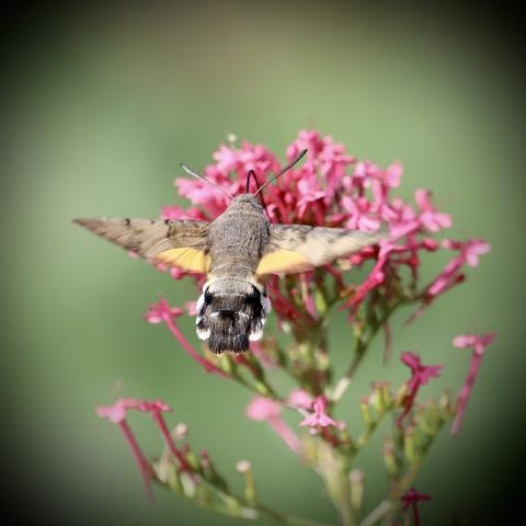 Taubenschwänzchen von hinten