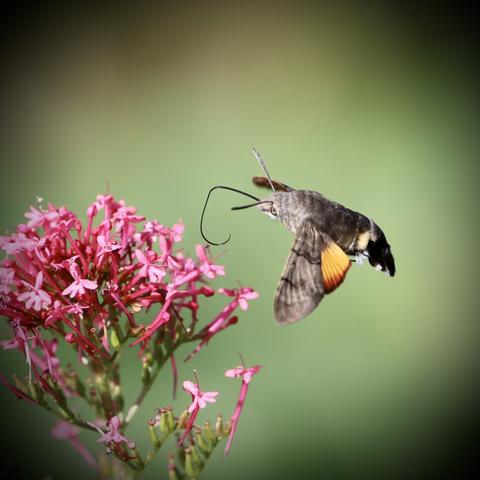 Taubenschwänzchen von der anderen Seite