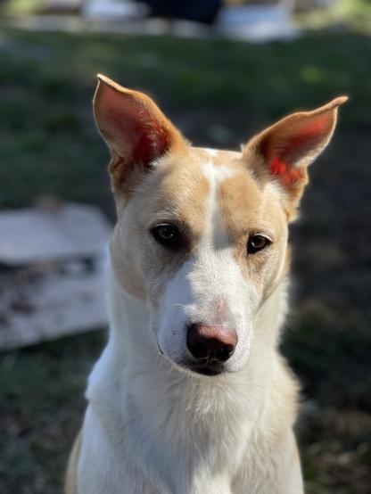 White and orange dog. Hair makes a white heart design on his forehead. Large pink ears standing tall. Brown eyes with blonde eyelashes. Brown nose with blonde eyelashes. White chest. Sitting in green grass.
