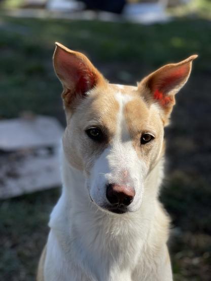 White and orange dog. Hair makes a white heart design on his forehead. Large pink ears standing tall. Brown eyes with blonde eyelashes. Brown nose with blonde eyelashes. White chest. Sitting in green grass.