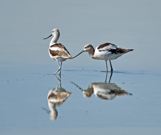Two Avcocets and their reflections in an alkali slough