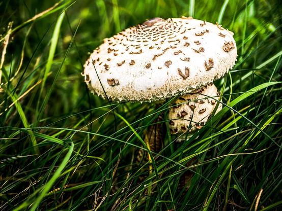 Gemeiner Riesenschirmling im Gras