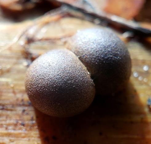 two roughly spherical objects - fruiting bodies of a slime mold - with a pebbled, brown, and slightly iridescent surface - sit on the bare wood of a downed log in sunlight