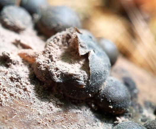 a spherical object with a dark-brown leathery surface sits on a log. It is full of a crumbly beige powder, some of which is scattered on the surface of the log.