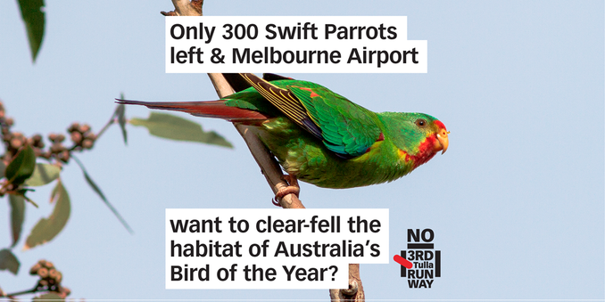 Only 300 Swift Parrots left & Melbourne Airport want to clear-fell the habitat of Australia's Bird of the Year?