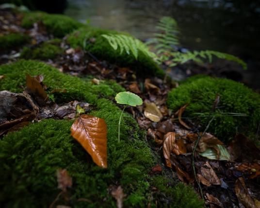 Bemooste Felsen an einem Fluss und eine Nahaufnahme von einem abgefallenem Herbstblatt eines Baumes, daneben ein Keimling mit einem frischen, grünen Blatt.