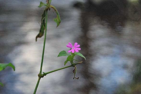 Ununura magenta floro sur riverbordo

A single magenta flower on a riverbank