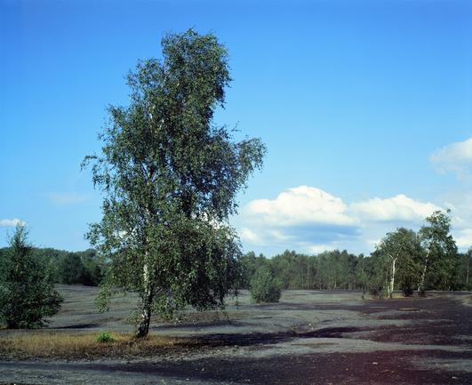 A 6x7 medium format colour slide film photo of my favourite tree on the spoil heap ner my home.