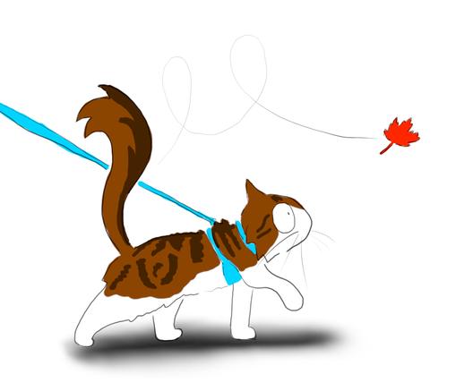 A cartoon of a fluffy, tabby, Maine Coon cat walking in a turquoise-blue harness, while a maple leaf blows by in the wind.