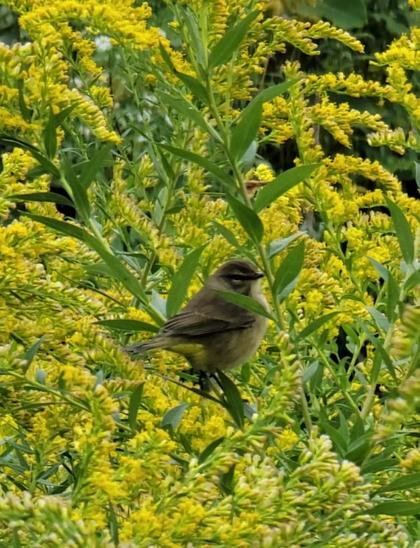 a palm warbler sits in profile in a sea of  yellow goldenrod