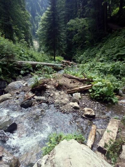 mountain stream, logs, stones, trees and other plants.  the vegetation is lush green.