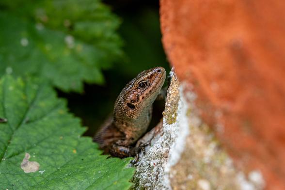 lizard