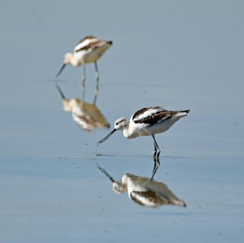 Avocets feed in a slough and are reflected in the calm water