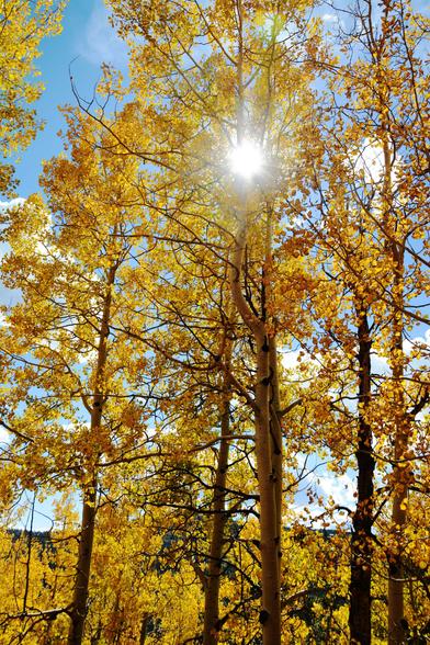 Golden aspen trees with sunflare.