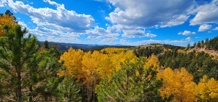 Panoramic view of moutains with golden aspen trees and green ponderosa pines in the foreground. Blue skies with puffy white clouds