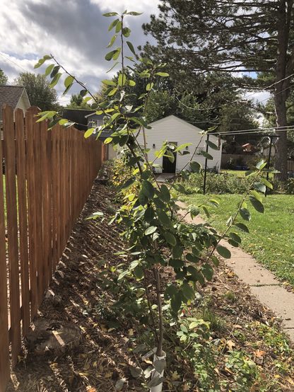 Small Allegheny serviceberry growing along fence line