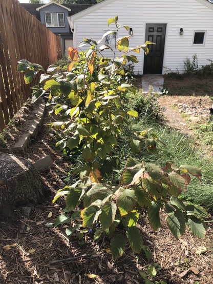 Small American Hazelnut growing along the fence line