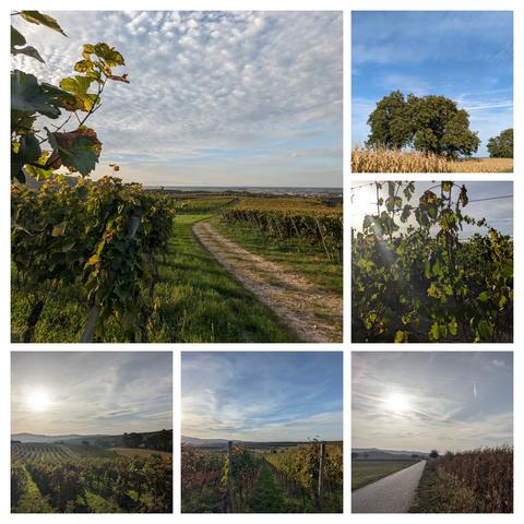 Pictures from the run showing trees and vineyards in the evening sun
