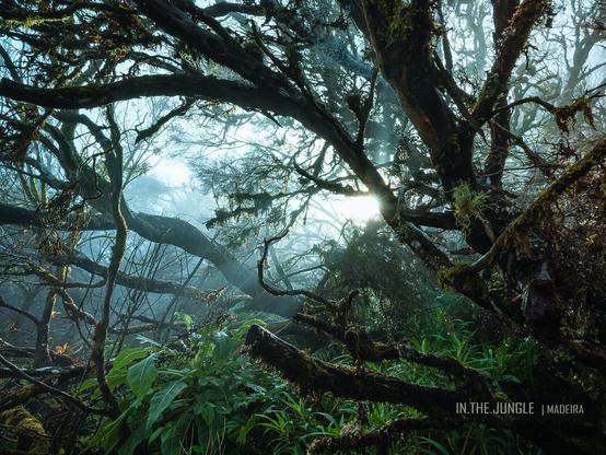LOMBO DO MOURO | MADEIRA

On top of that hike, the forest there is nearly everyday in the midst of the clouds.

A plant could gather a few liters of water out of the clouds and that every day! - No surprise it really looks like a jungle up there.