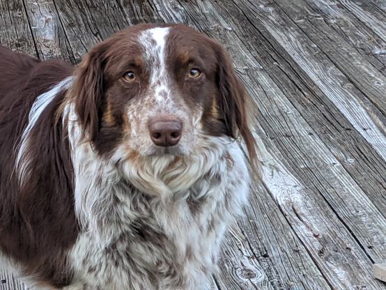 Brown and white Australian Shepard mix dog.