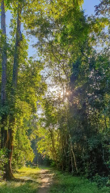 Photo shows a bike track into a deep green forrest. Morning sunrise gives a warm and green welcoming light through the green leafs.