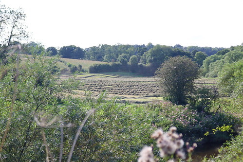 A photo titled "Green Cheshire", taken near Bridge 175, Flint Mill by Wildlife Terry on Flickr.