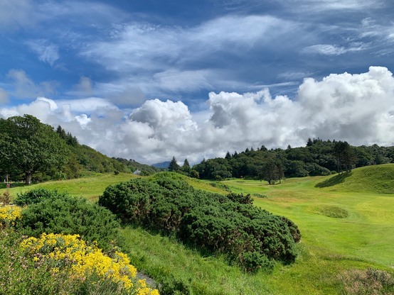 19th hole Gairloch Golf Course. A bright blue sky with white cloud gathering on the horizon . Dark green trees on both sides of the shot then bright greens with a gorse bush and some yellow flowers in the foreground