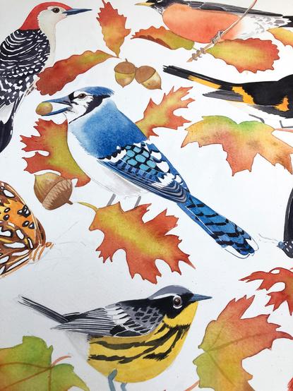 Painting of American birds with autumn leaves.