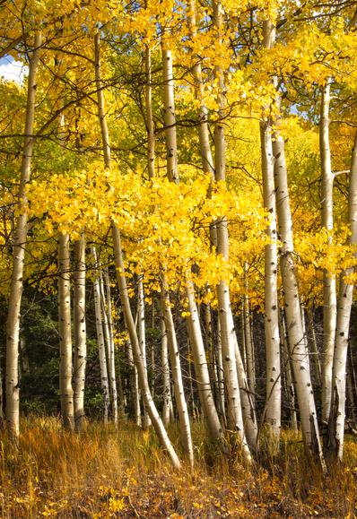 Beautiful golden aspen trees in the mountains of New Mexico. White bark trunks stand in stark contrast to the yellow foliage.