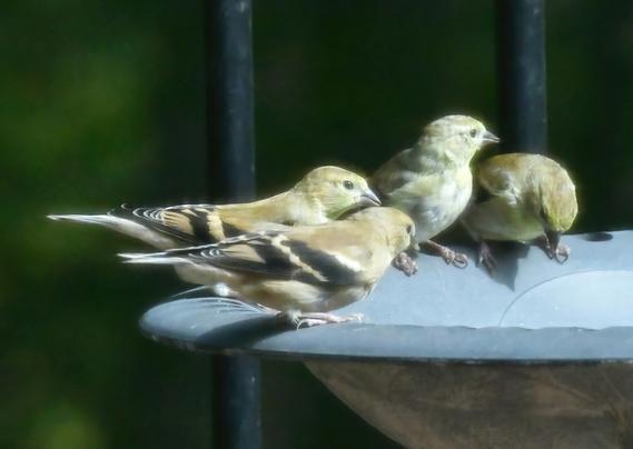 We had a bumper crop of American goldfinches and house finches this year. Here are some goldfinches, lined up on the edge of the bird bath, while having a drink. The picture is a little soft around the edges because I shot this picture thru the screen door.