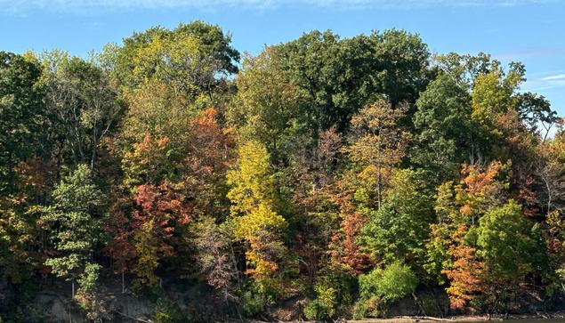 The trees are beginning to turn color, with some yellow, orange and red leaves, though most of the trees are still green.
