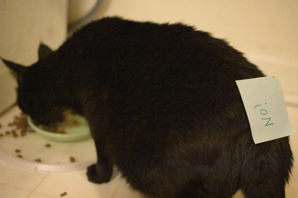 A black cat, eating from a bowl, with a sticky note that says "No!" sticking to its back.