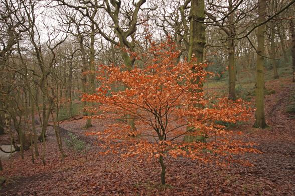 Some trees, like Oak and Beech, keep their leaves through the winter months.  This ‘holding on’ of leaves through the winter months is known as marcescence (from the Latin, marcescere = to fade).  Here we see a young beech tree surrounded by an assortment of more mature trees that have shed their leaves