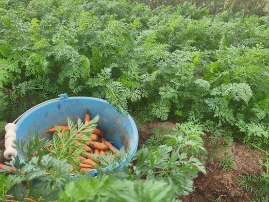 Zagony marchwi, widoczna duża ilość naci, a także niebieski kubeł, w którym znajdują się zebrane marchewki