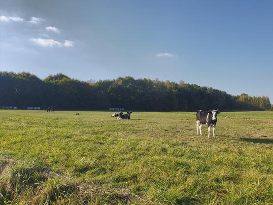 Krowy pasące się na pastwisku. Jedna stoi, dwie leżą. W oddali zadrzewienia.