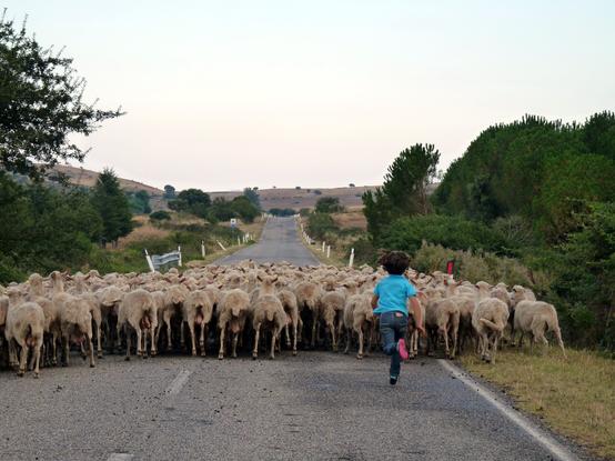 Sur une petite route de Sardaigne, une jeune bergère est en train de courir sur la route, après son troupeau de brebis...