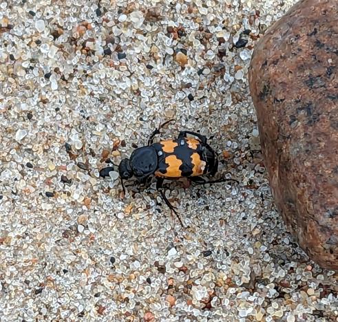 Ein schwarzhörniger Totengräber am Strand der Ostsee. Er hat ein Muster und Färbung, die an einen Feuersalamander erinnert.