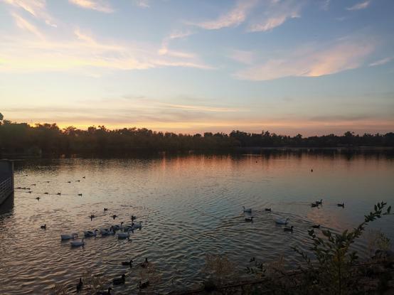 Linea estrecha central compuesta por siluetas de arboles y su reflejo en el lago.

Debajo el propio lago, en colores azulados, grisaceos, rosados. Vemos patos y ocas.

Arriba el cielo, amarillento en la línea del horizonte, y celeste hacia arriba. Algunas nubes rosáceas y etéreas.
