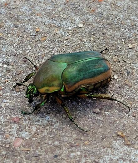 A green June bug on a paved trail. Head on the left.