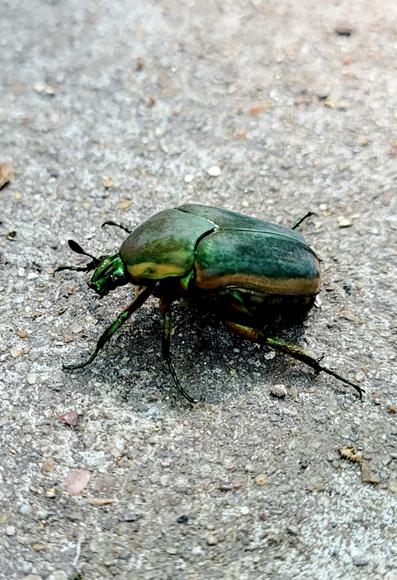 A green June bug on a paved trail. Head on the left, lifted up a little.