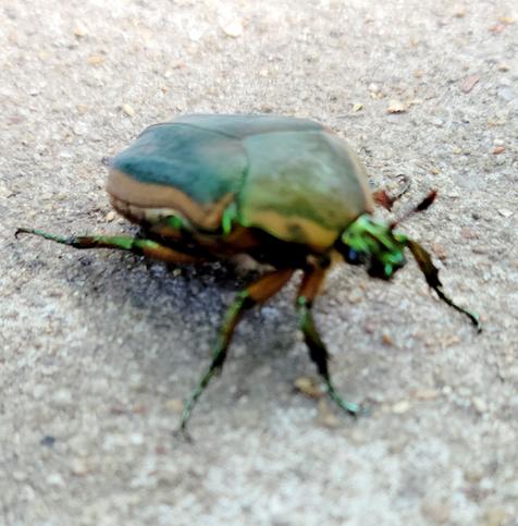 A green June bug on a paved trail. Head on the right, lifted up a little. The body begins to look more copper-like.