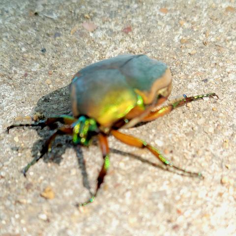 A green June bug on a paved trail. Head on the left, lifted up a little. The front of the body looks more red than green.