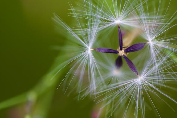 A burst seed pod photographed against a blurred green background reveals a star-shaped pattern. The individual seeds have fine hairs that can fly when the wind comes up, but are still attached to the capsule. It looks light and fragile.