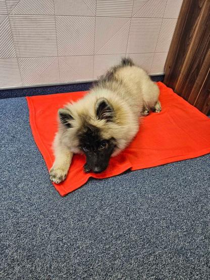 Szpic wilczy leży na czerwonym ręczniku i patrzy uroczo w obiektyw.