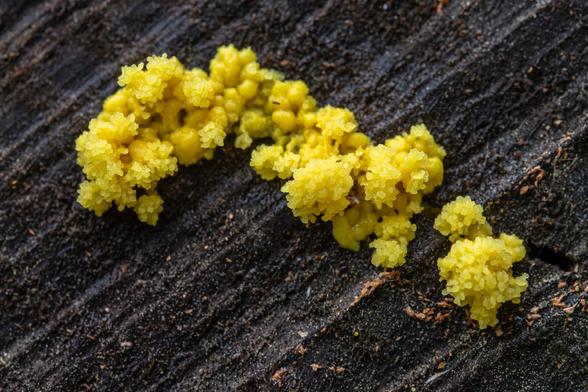 Slime mould