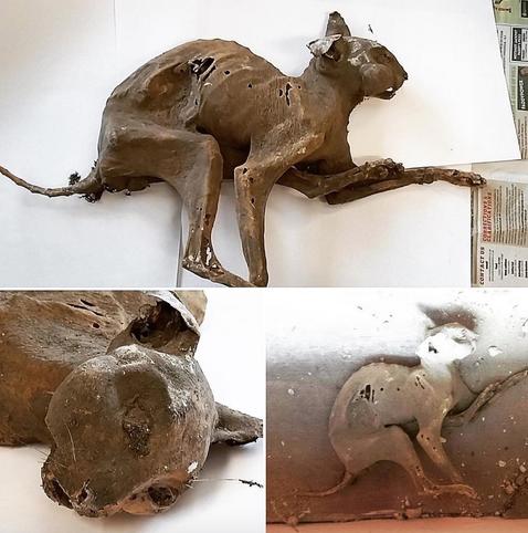 A compilation of photos of a mummified cat