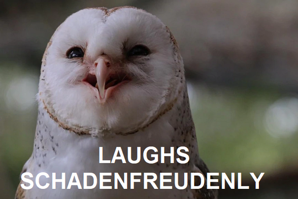 Barn owl looks like it's laughing.

Text: Laughs Schadenfreudenly