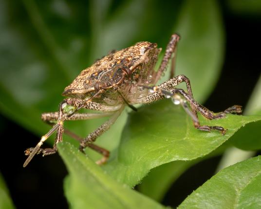 A close up a mostly brown stink bug on green foliage.