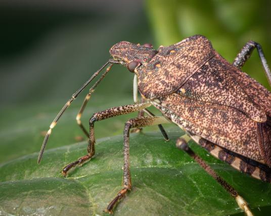 A close up a mostly brown stink bug on green foliage.