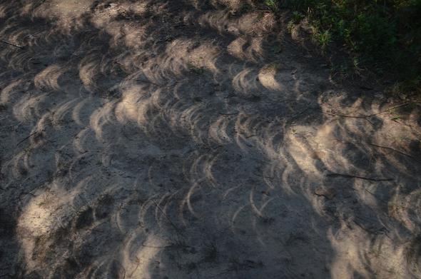 photograph showing the crescent shaped sun in a partial eclipse as seen in the gaps between the shadows of a tree. 

This file is made available under the Creative Commons CC0 1.0 Universal Public Domain Dedication.